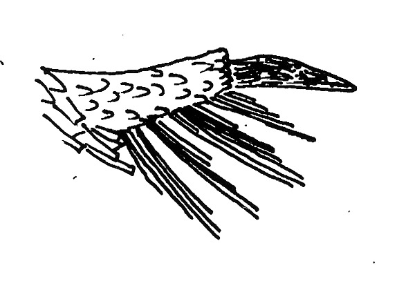 Labiale palp van een Prochoreutis-soort (Choreutidae).